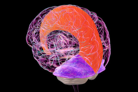 Human brain with highlighted falx cerebri (orange) and tentorium cerebelli (purple), 3D illustration showing brain's protective membranes.の写真素材