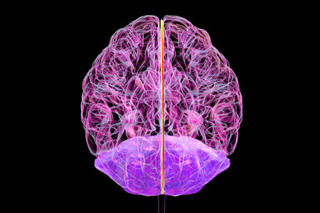 Human brain with highlighted falx cerebri (orange) and tentorium cerebelli (purple), 3D illustration showing brain's protective membranes. Top view.の写真素材