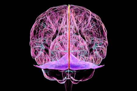 Human brain with highlighted falx cerebri (orange) and tentorium cerebelli (purple), 3D illustration showing brain's protective membranes. Back view.の写真素材