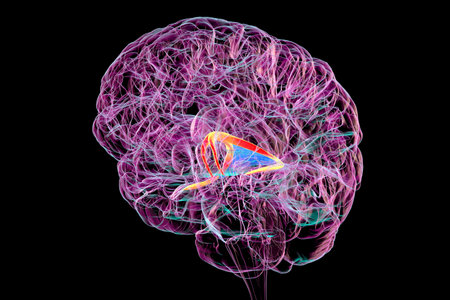 Brain fornix (orange) and commissure of fornix (blue), 3D illustration. The brain fornix is involved in memory function, associated with Alzheimer's disease and amnesia.の写真素材