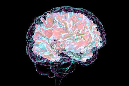 Human brain with highlighted white matter, 3D illustration. White matter facilitates neural communication, its pathology is associated with multiple sclerosis and leukodystrophies.の写真素材