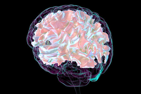 Human brain with highlighted white matter, 3D illustration. White matter facilitates neural communication, its pathology is associated with multiple sclerosis and leukodystrophies.の写真素材