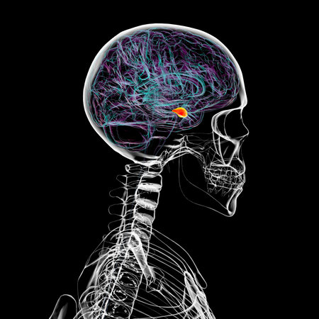 Human brain with the amygdala highlighted, 3D illustration emphasizing its role in emotion processing and clinical importance in mental health.の写真素材