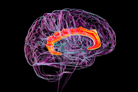 3D illustration of the human brain highlighting the cingulate gyrus, which is essential for emotion processing, decision-making, and cognitive control.の写真素材