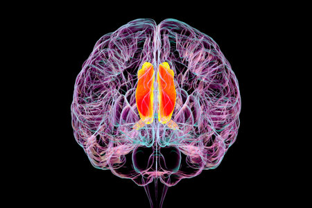 3D illustration of the human brain highlighting the cingulate gyrus, which is essential for emotion processing, decision-making, and cognitive control, front view.の写真素材