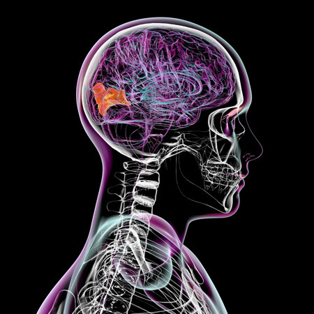 3D illustration of the human brain highlighting the cuneus gyrus, responsible for visual processing, spatial orientation, and visual attention functions.の写真素材