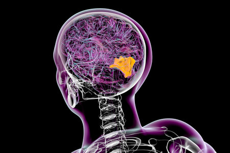 3D illustration of the human brain highlighting the cuneus gyrus, responsible for visual processing, spatial orientation, and visual attention functions.の写真素材