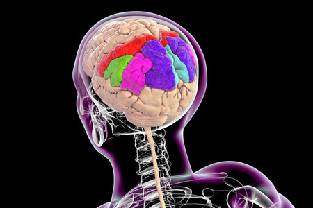Parietal gyri: postcentral gyrus (red), superior parietal lobule (dark blue), inferior parietal lobule with supramarginal (green) and angular gyrus (purple), precuneus (light blue), 3D illustration.の写真素材