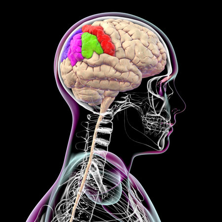 Parietal gyri: postcentral gyrus (red), superior parietal lobule (dark blue), inferior parietal lobule with supramarginal (green) and angular gyrus (purple), side view, 3D illustration.の写真素材