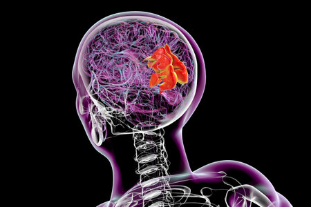3D illustration of a human brain with the precuneus gyrus highlighted, showcasing its role in self-reflection, memory, spatial awareness, and its involvement in various neuropsychiatric conditions.の写真素材