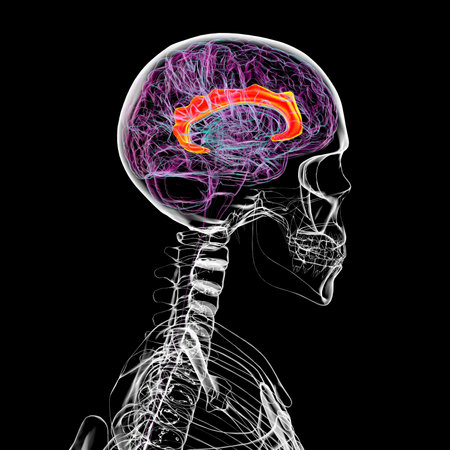 3D illustration of the human brain highlighting the cingulate gyrus, which is essential for emotion processing, decision-making, and cognitive control.の写真素材