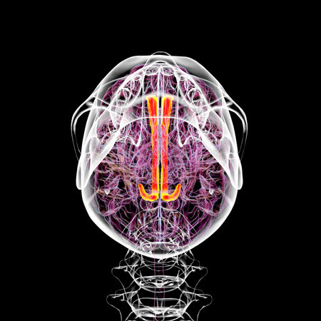 3D illustration of the human brain highlighting the cingulate gyrus, which is essential for emotion processing, decision-making, and cognitive control, bottom view.の写真素材