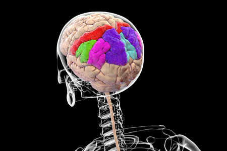 Parietal gyri: postcentral gyrus (red), superior parietal lobule (dark blue), inferior parietal lobule with supramarginal (green) and angular gyrus (purple), precuneus (light blue), 3D illustration.の写真素材