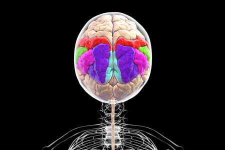 Parietal gyri: postcentral gyrus (red), superior parietal lobule (dark blue), inferior parietal lobule with supramarginal (green) and angular gyrus (purple), precuneus (light blue), 3D illustration.の写真素材