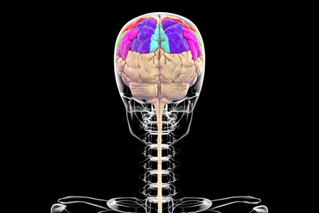 Parietal gyri: postcentral gyrus (red), superior parietal lobule (dark blue), inferior parietal lobule with supramarginal (green) and angular gyrus (purple), precuneus (light blue), 3D illustration.の写真素材