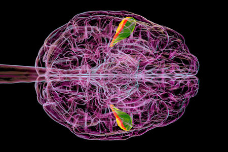 3D illustration of a human brain with the transverse temporal gyri highlighted, anterior in green and posterior in orange, bottom view. These regions are involved in language comprehension.の写真素材