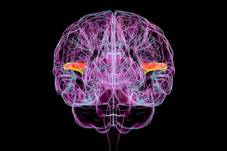 3D illustration of a human brain with the transverse temporal gyri highlighted, anterior in green and posterior in orange, back view. These regions are involved in language comprehension.の写真素材