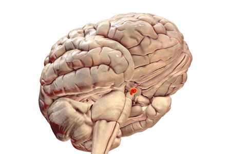 Pituitary gland (hypophysis) anatomy in the brain, 3D illustration depicts hypothalamic connection, anterior and posterior lobes.の写真素材