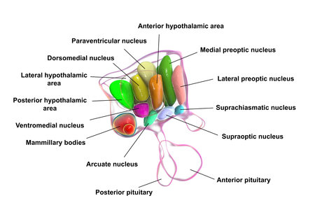 Detailed 3D illustration of hypothalamic nuclei, showcasing the brain's vital control center for various physiological functions, side view.の写真素材