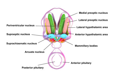 Detailed 3D illustration of hypothalamic nuclei, showcasing the brain's vital control center for various physiological functions, front view.の写真素材