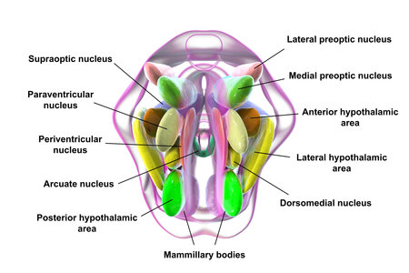 Detailed 3D illustration of hypothalamic nuclei, showcasing the brain's vital control center for various physiological functions, top view.の写真素材