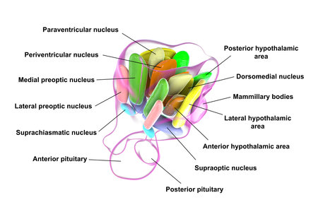 Detailed 3D illustration of hypothalamic nuclei, showcasing the brain's vital control center for various physiological functions.の写真素材