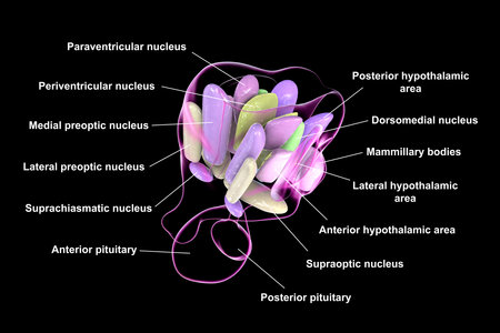 Detailed 3D illustration of hypothalamic nuclei, showcasing the brain's vital control center for various physiological functions.の写真素材