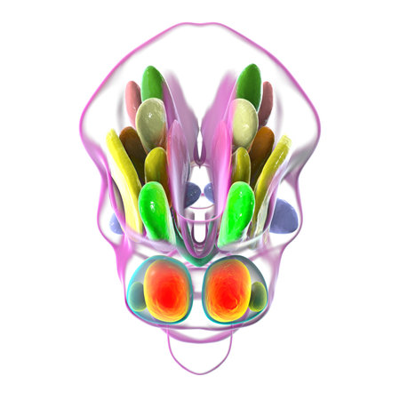 Detailed 3D illustration of hypothalamic nuclei, showcasing the brain's vital control center for various physiological functions, back view.の写真素材