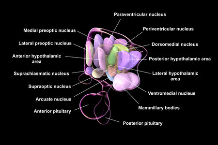 Detailed 3D illustration of hypothalamic nuclei, showcasing the brain's vital control center for various physiological functions.の写真素材