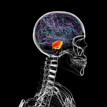 3D illustration of the brain with the pons highlighted in orange, responsible for regulating breathing, sleep, and communication between brain regions. Side view.の写真素材