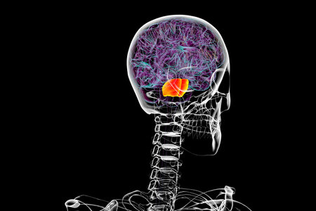 3D illustration of the brain with the pons highlighted in orange, responsible for regulating breathing, sleep, and communication between brain regions.の写真素材