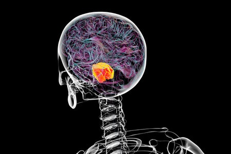 3D illustration of the brain with the pons highlighted in orange, responsible for regulating breathing, sleep, and communication between brain regions.の写真素材