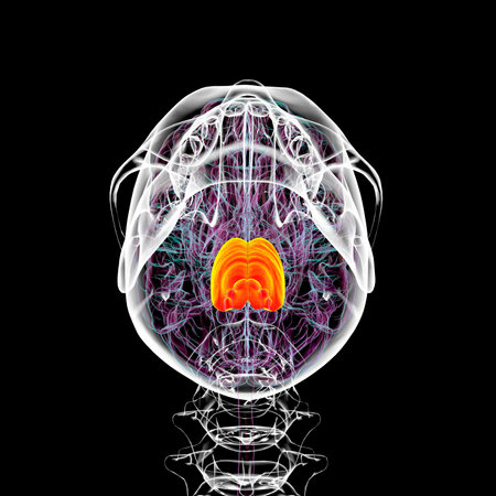 3D illustration of the brain with the pons highlighted in orange, responsible for regulating breathing, sleep, and communication between brain regions. Bottom view.の写真素材