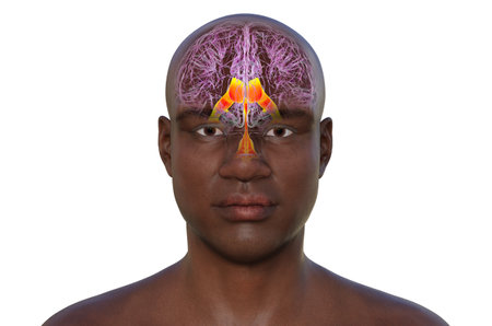 Ventricular system of the brain, 3D illustration. The ventricles are cavities in the brain that are filled with cerebrospinal fluid (CSF). Front view.の写真素材