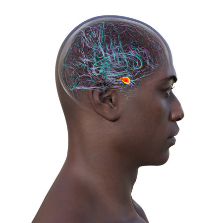 Human brain with highlighted amygdala, responsible for emotion processing, fear response, and memory formation, 3D illustration.の写真素材