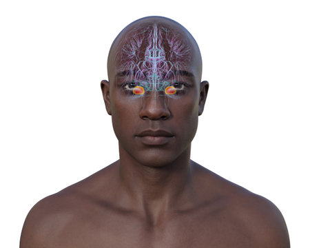 Human brain with highlighted amygdala, responsible for emotion processing, fear response, and memory formation, 3D illustration.の写真素材