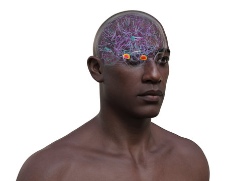 Human brain with highlighted amygdala, responsible for emotion processing, fear response, and memory formation, 3D illustration.の写真素材