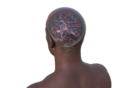 Human brain with highlighted amygdala, responsible for emotion processing, fear response, and memory formation, 3D illustration.の写真素材