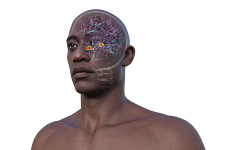 Human brain with highlighted amygdala, responsible for emotion processing, fear response, and memory formation, 3D illustration.の写真素材