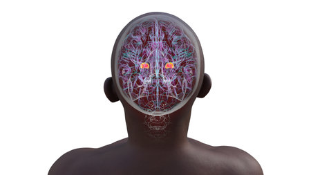 Human brain with highlighted amygdala, responsible for emotion processing, fear response, and memory formation, 3D illustration, top view.の写真素材