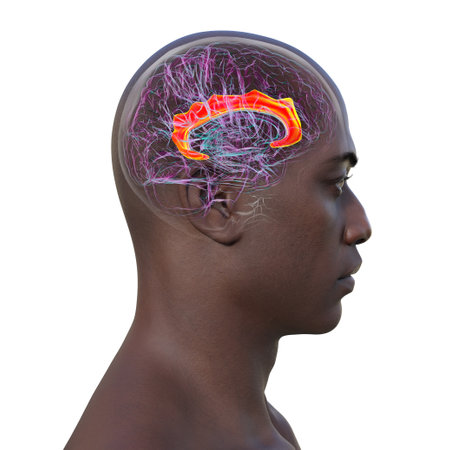 3D illustration of the human brain highlighting the cingulate gyrus, which is essential for emotion processing, decision-making, and cognitive control.の写真素材