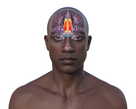 3D illustration of the human brain highlighting the cingulate gyrus, which is essential for emotion processing, decision-making, and cognitive control.の写真素材