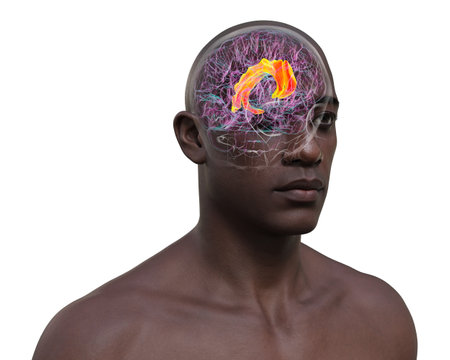 3D illustration of the human brain highlighting the cingulate gyrus, which is essential for emotion processing, decision-making, and cognitive control.の写真素材