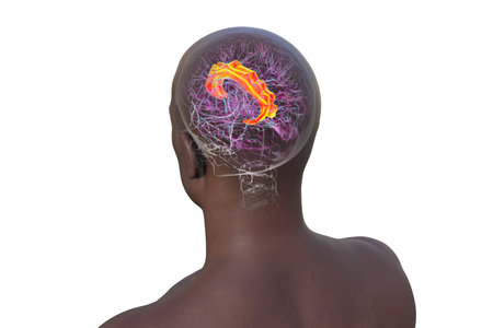 3D illustration of the human brain highlighting the cingulate gyrus, which is essential for emotion processing, decision-making, and cognitive control.の写真素材