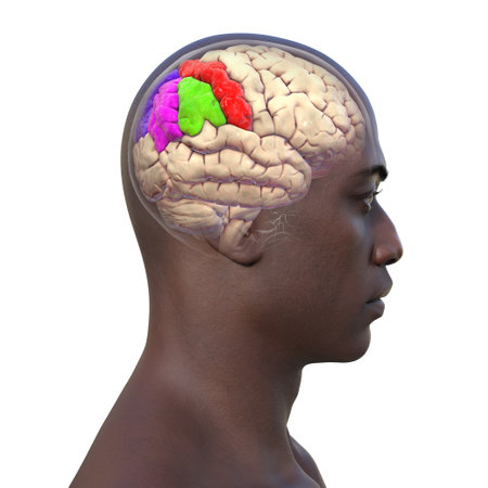 Parietal gyri: postcentral gyrus (red), superior parietal lobule (dark blue), inferior parietal lobule with supramarginal (green) and angular gyrus (purple), 3D illustration.の写真素材