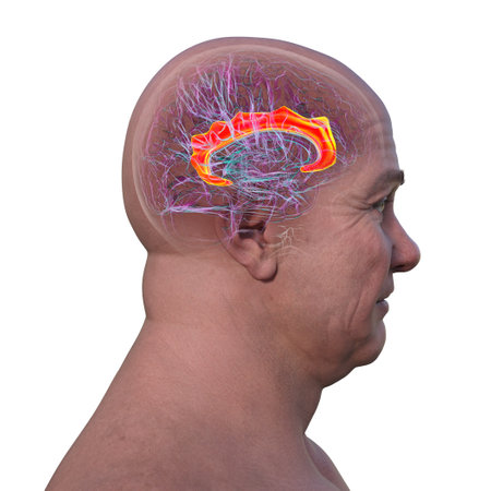 3D illustration of the human brain highlighting the cingulate gyrus, which is essential for emotion processing, decision-making, and cognitive control.の写真素材