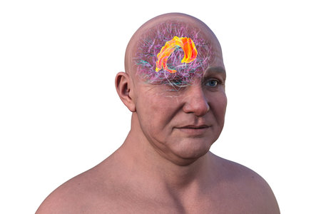 3D illustration of the human brain highlighting the cingulate gyrus, which is essential for emotion processing, decision-making, and cognitive control.の写真素材