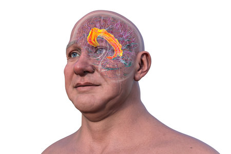 3D illustration of the human brain highlighting the cingulate gyrus, which is essential for emotion processing, decision-making, and cognitive control.の写真素材