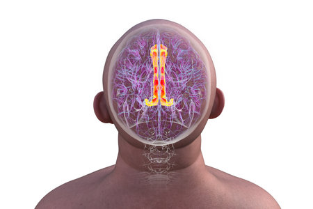 3D illustration of the human brain highlighting the cingulate gyrus, which is essential for emotion processing, decision-making, and cognitive control. Top view.の写真素材