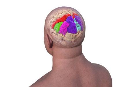 Parietal gyri: postcentral gyrus (red), superior parietal lobule (dark blue), inferior parietal lobule with supramarginal (green) and angular gyrus (purple), precuneus (light blue), 3D illustration.の写真素材